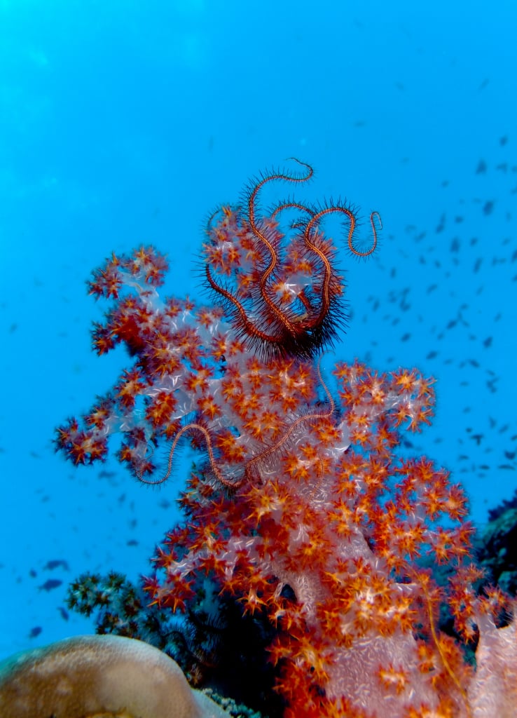 Bæredygtige initiativer